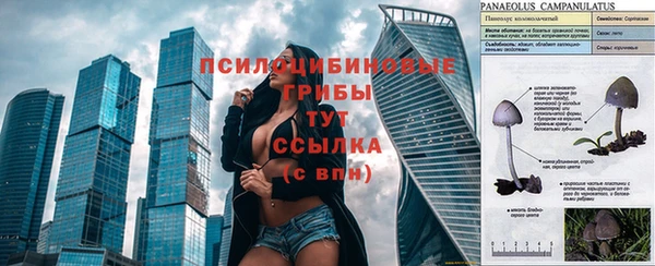 прущие грибы Каменка